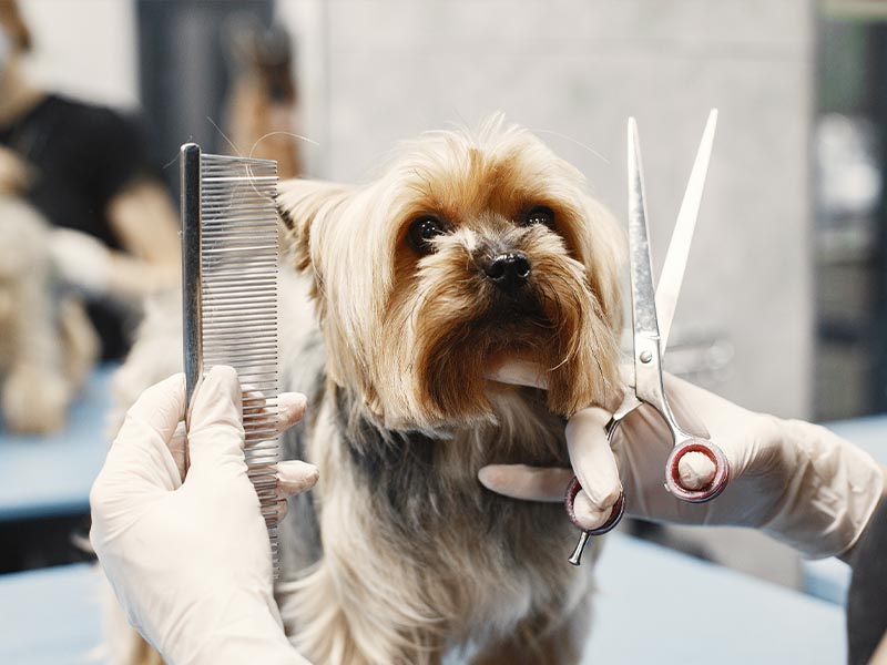 petit chien au toilettage